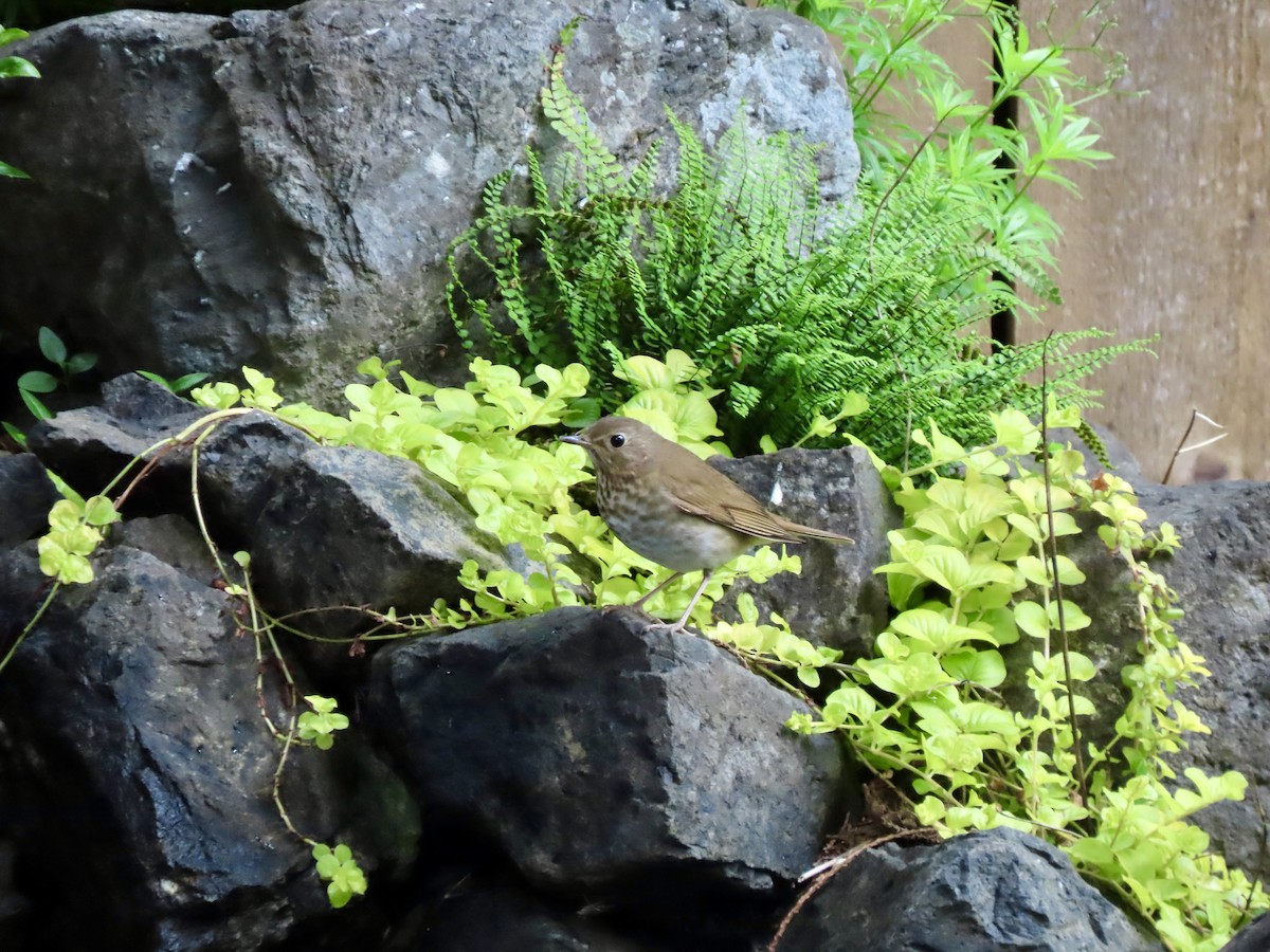 Swainson's Thrush - Heidi Powers-Armstrong