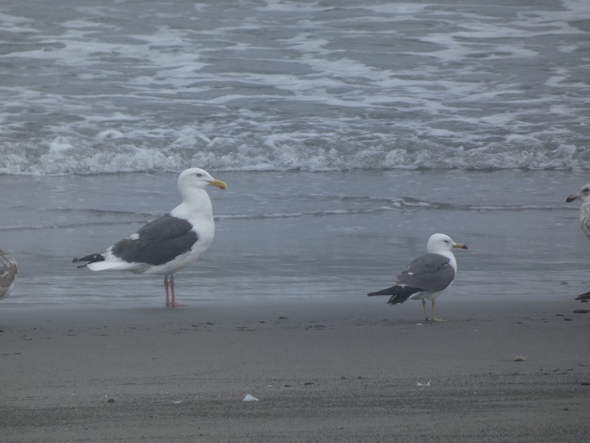 Slaty-backed Gull - Eneko Azkue