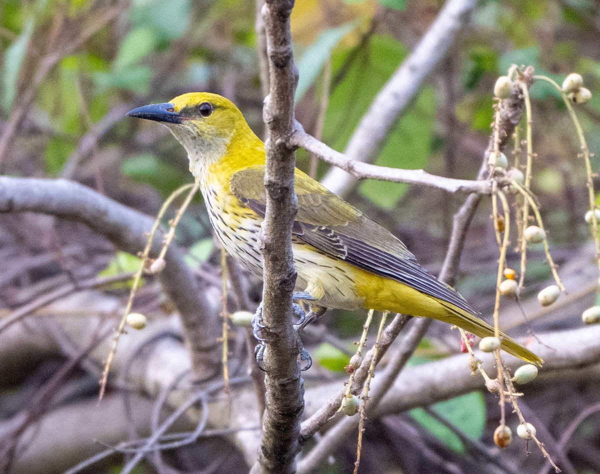 Indian Golden Oriole - Jagdish Jatiya