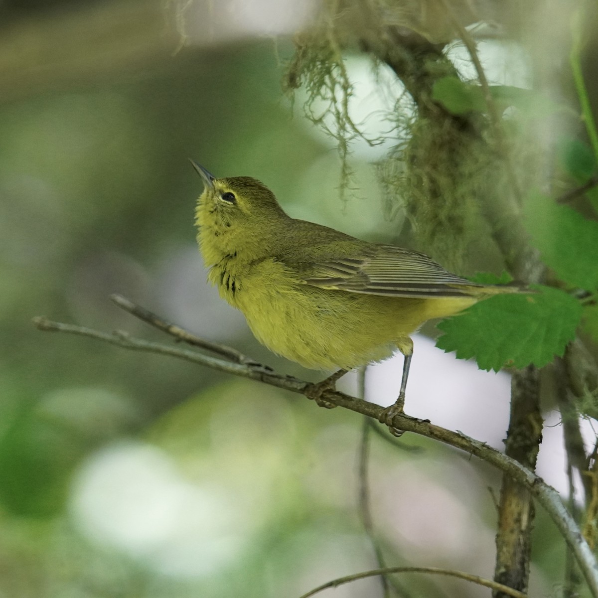 Orange-crowned Warbler - Matthew Mottern