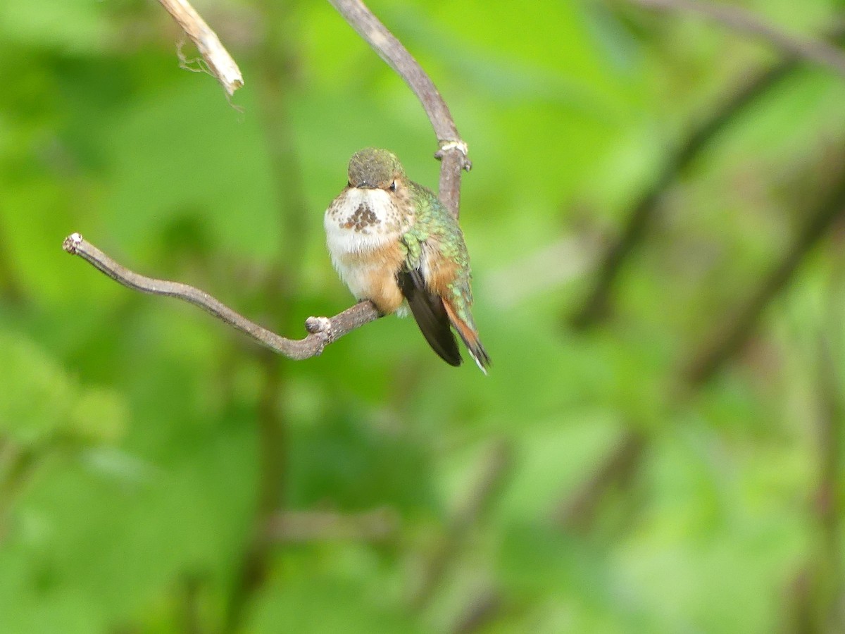 Rufous Hummingbird - Gus van Vliet