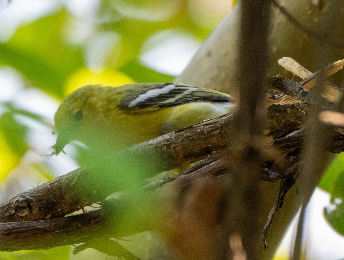 Common Iora - Jagdish Jatiya