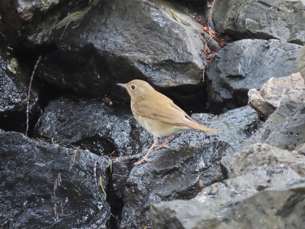 Swainson's Thrush - Heidi Powers-Armstrong