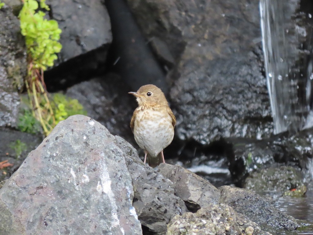 Swainson's Thrush - Heidi Powers-Armstrong