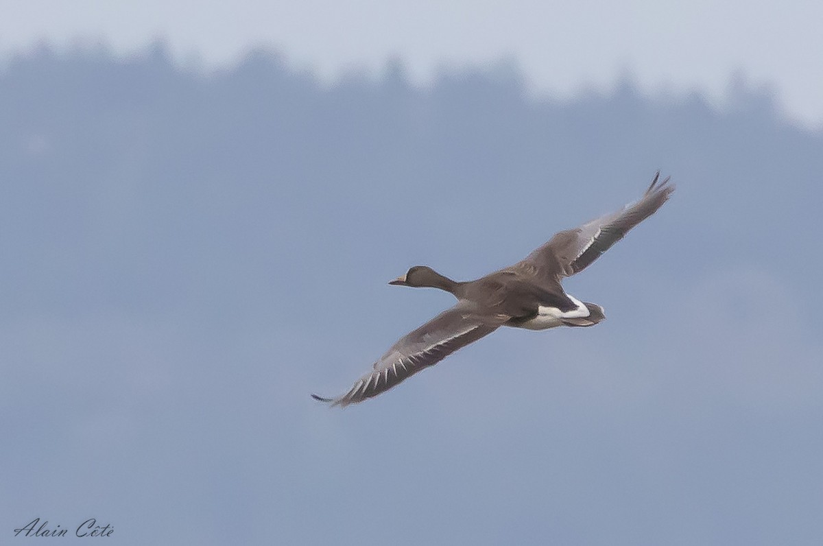 Greater White-fronted Goose - Alain Côté