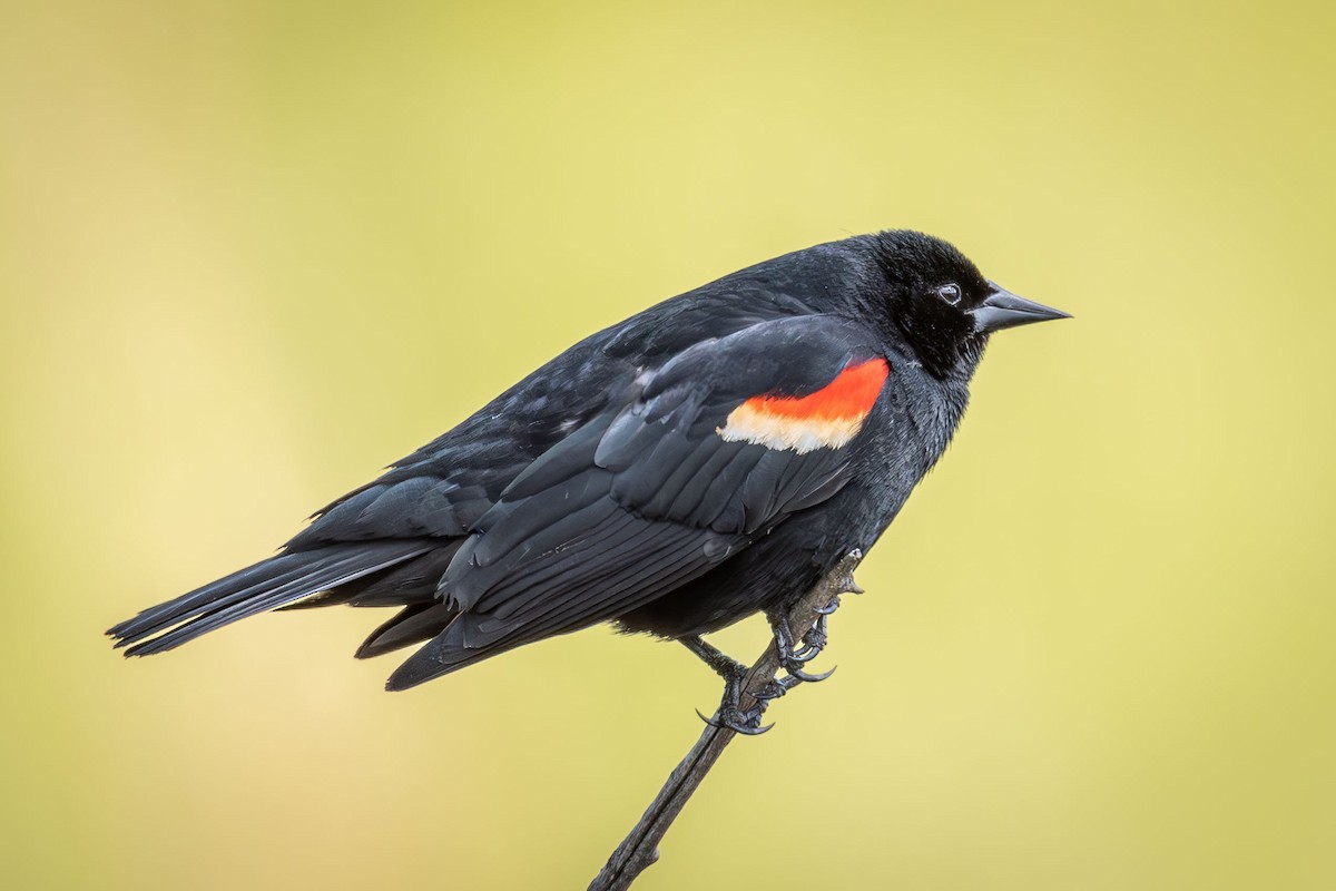 Red-winged Blackbird - Anne Spiers