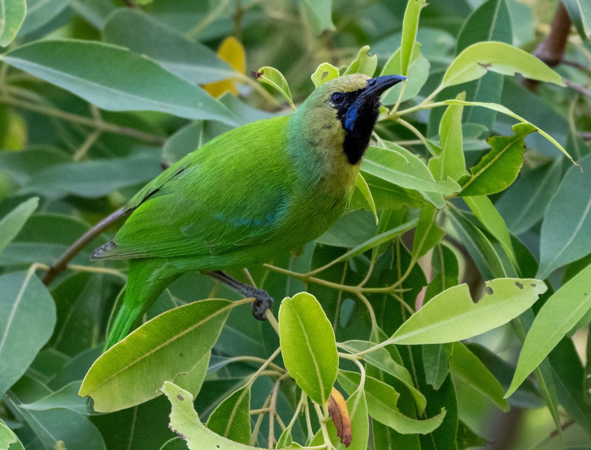 Jerdon's Leafbird - Jagdish Jatiya