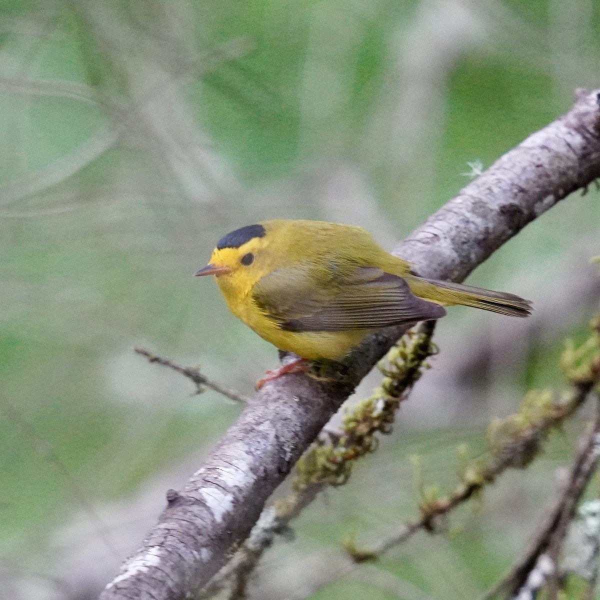 Wilson's Warbler - Matthew Mottern