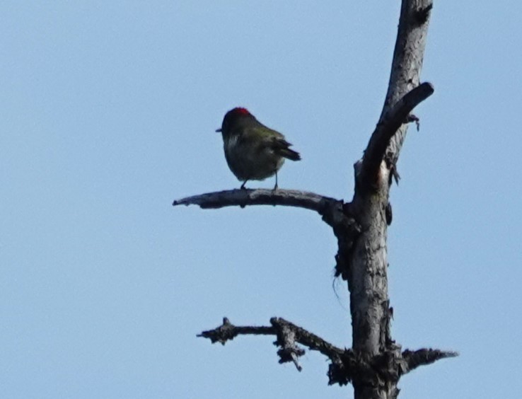 Ruby-crowned Kinglet - Robin Collman