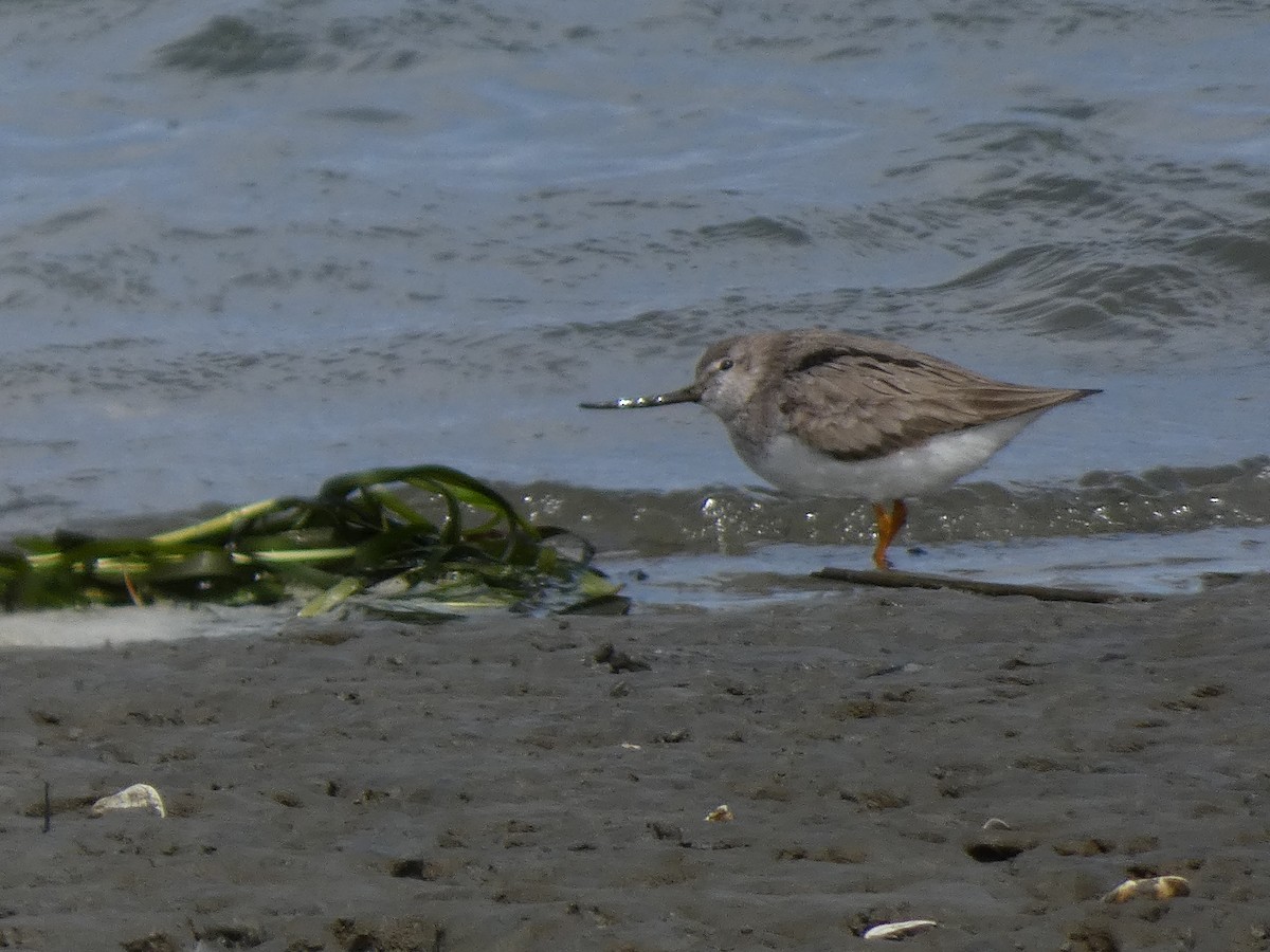 Terek Sandpiper - ML619660280