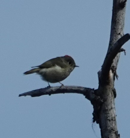 Ruby-crowned Kinglet - Robin Collman