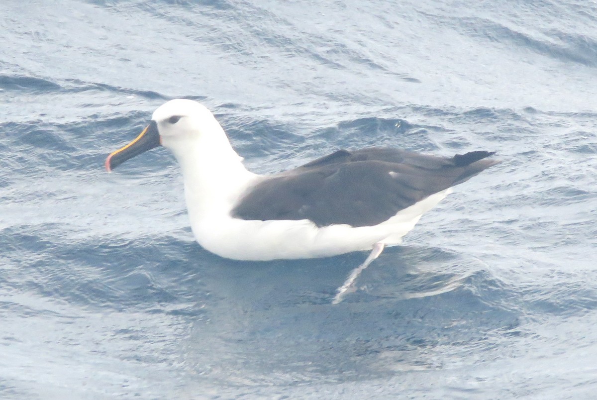 Indian Yellow-nosed Albatross - Catherine Hirsch