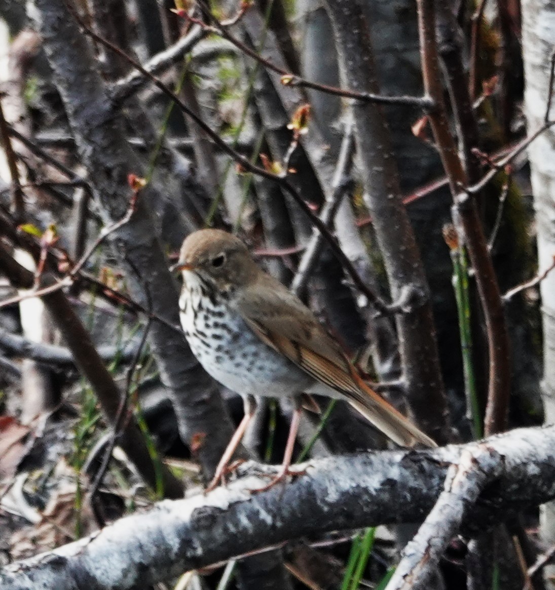 Hermit Thrush - Robin Collman