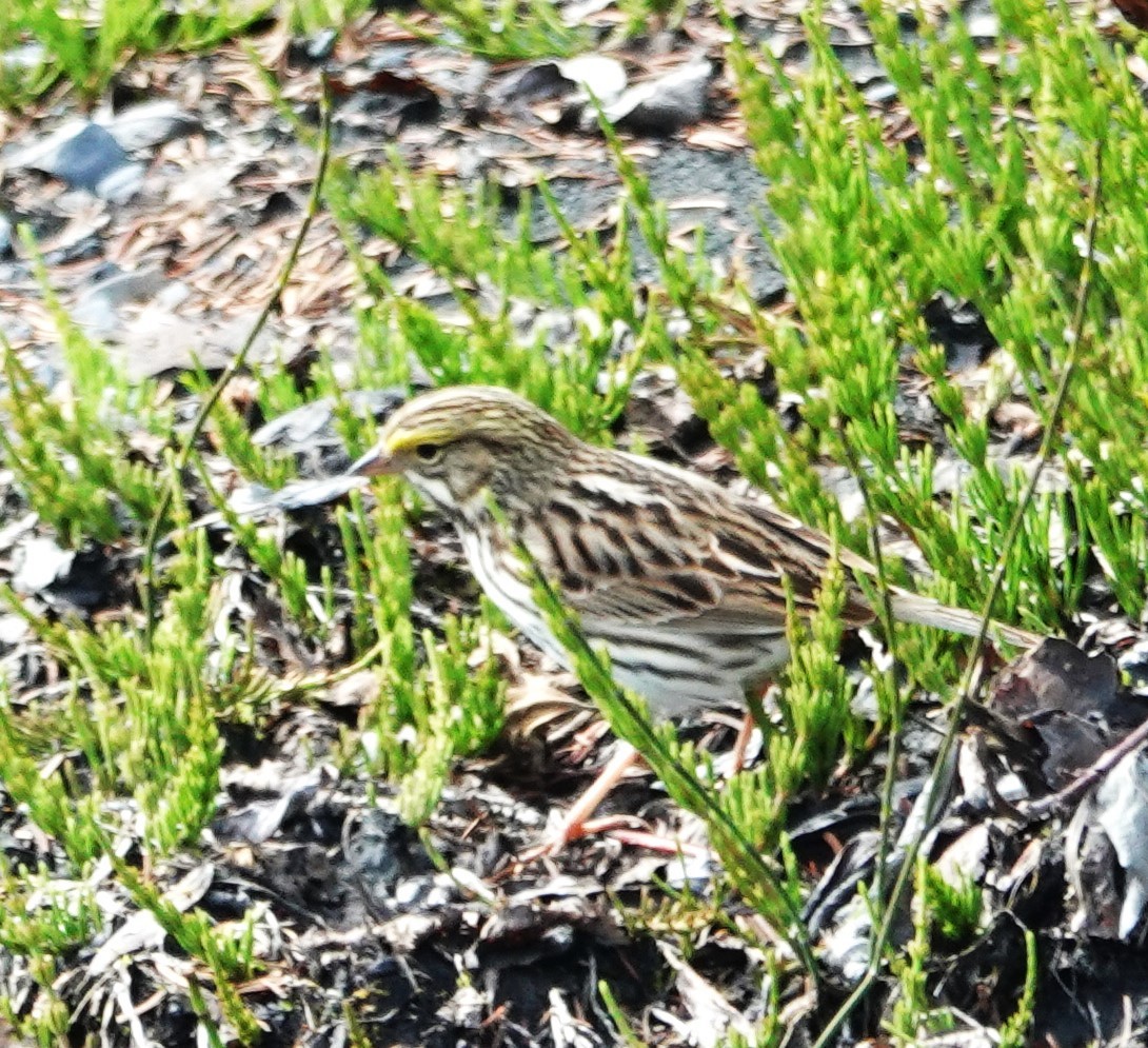 Savannah Sparrow - Robin Collman