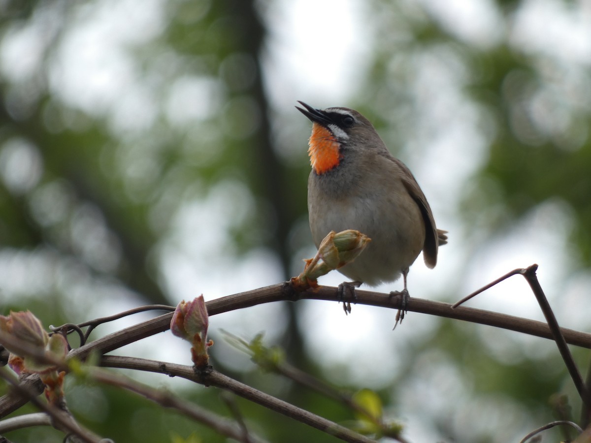 Siberian Rubythroat - ML619660295