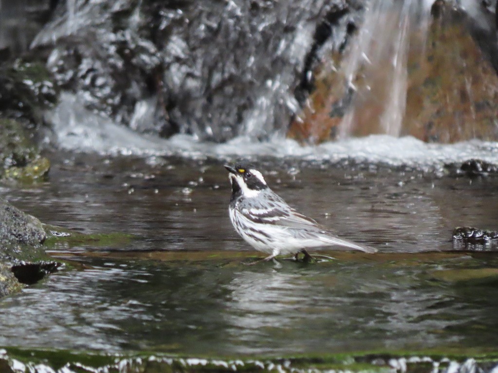 Black-throated Gray Warbler - Heidi Powers-Armstrong