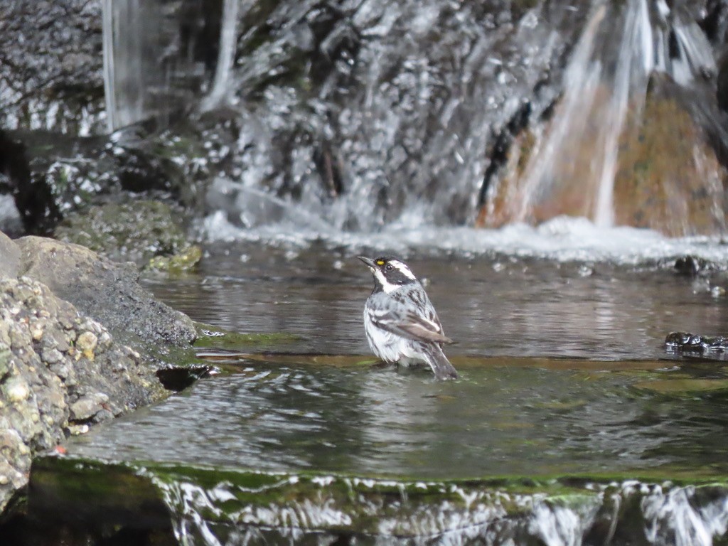 Black-throated Gray Warbler - Heidi Powers-Armstrong