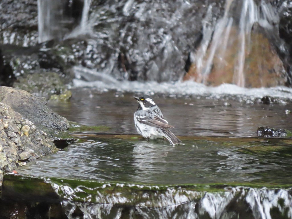 Black-throated Gray Warbler - Heidi Powers-Armstrong