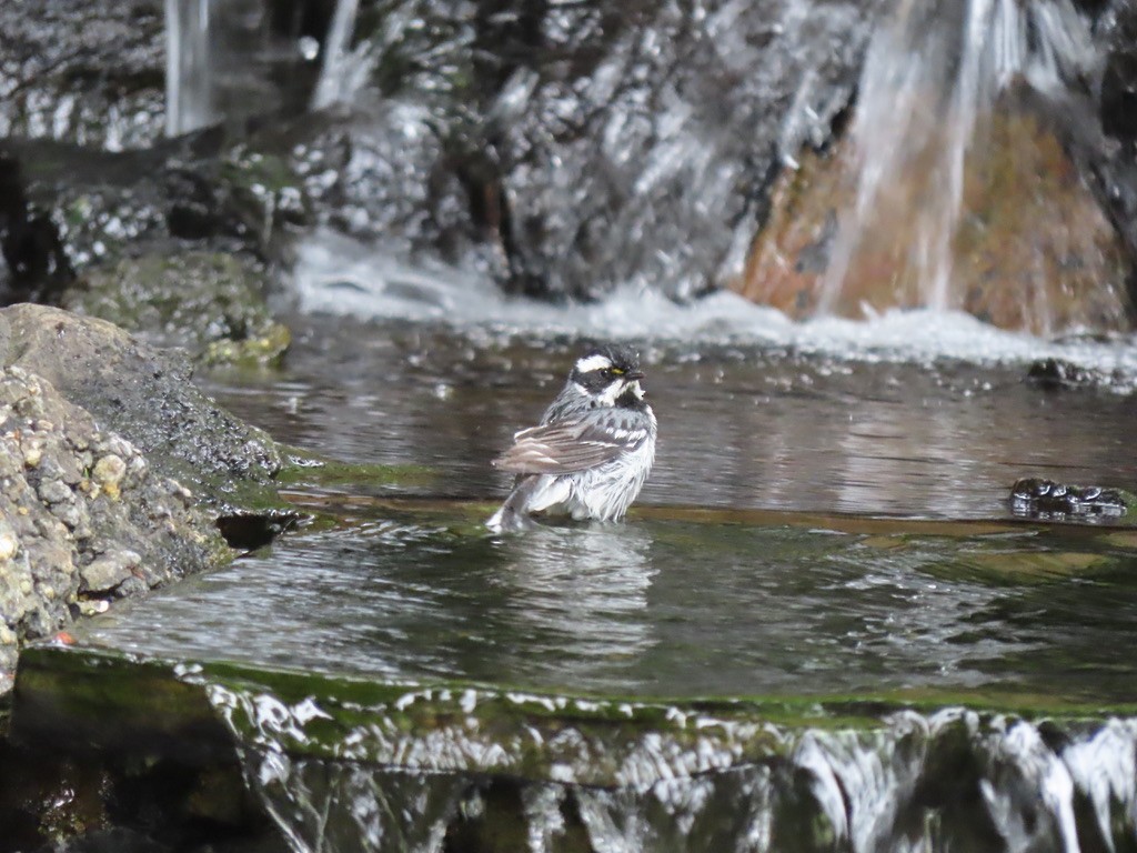 Black-throated Gray Warbler - Heidi Powers-Armstrong