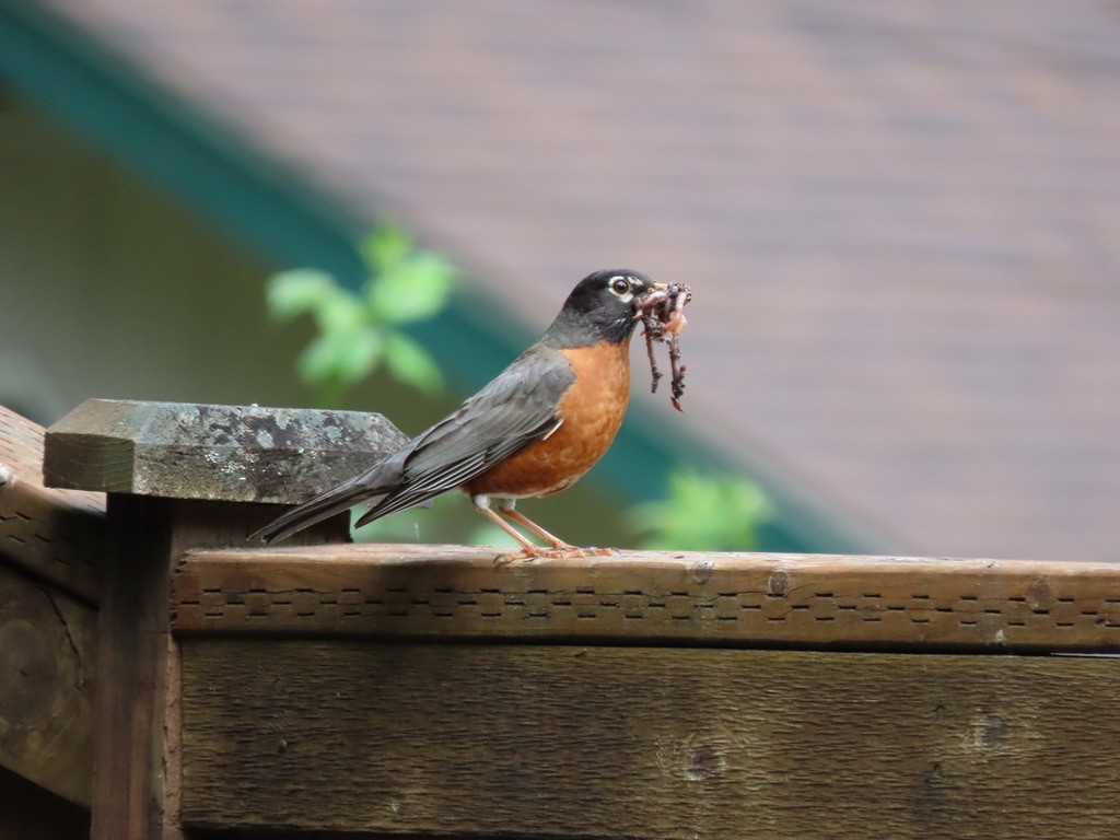 American Robin - Heidi Powers-Armstrong