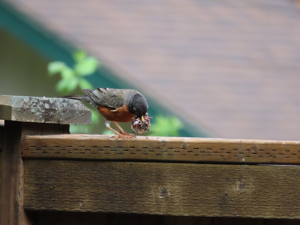 American Robin - Heidi Powers-Armstrong