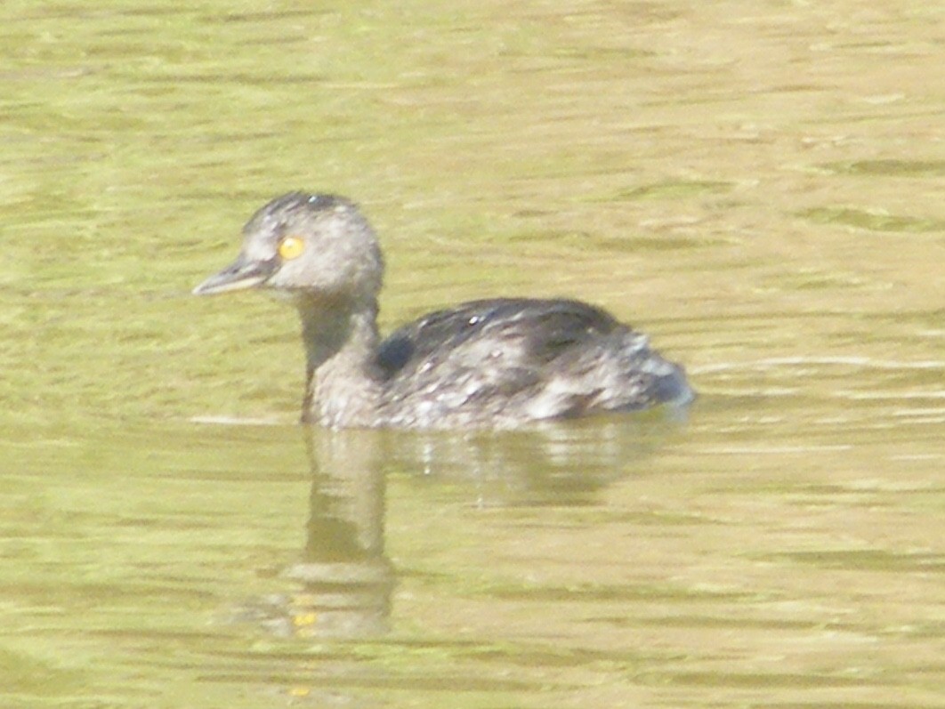 Least Grebe - Helxine Fuentes Moreno