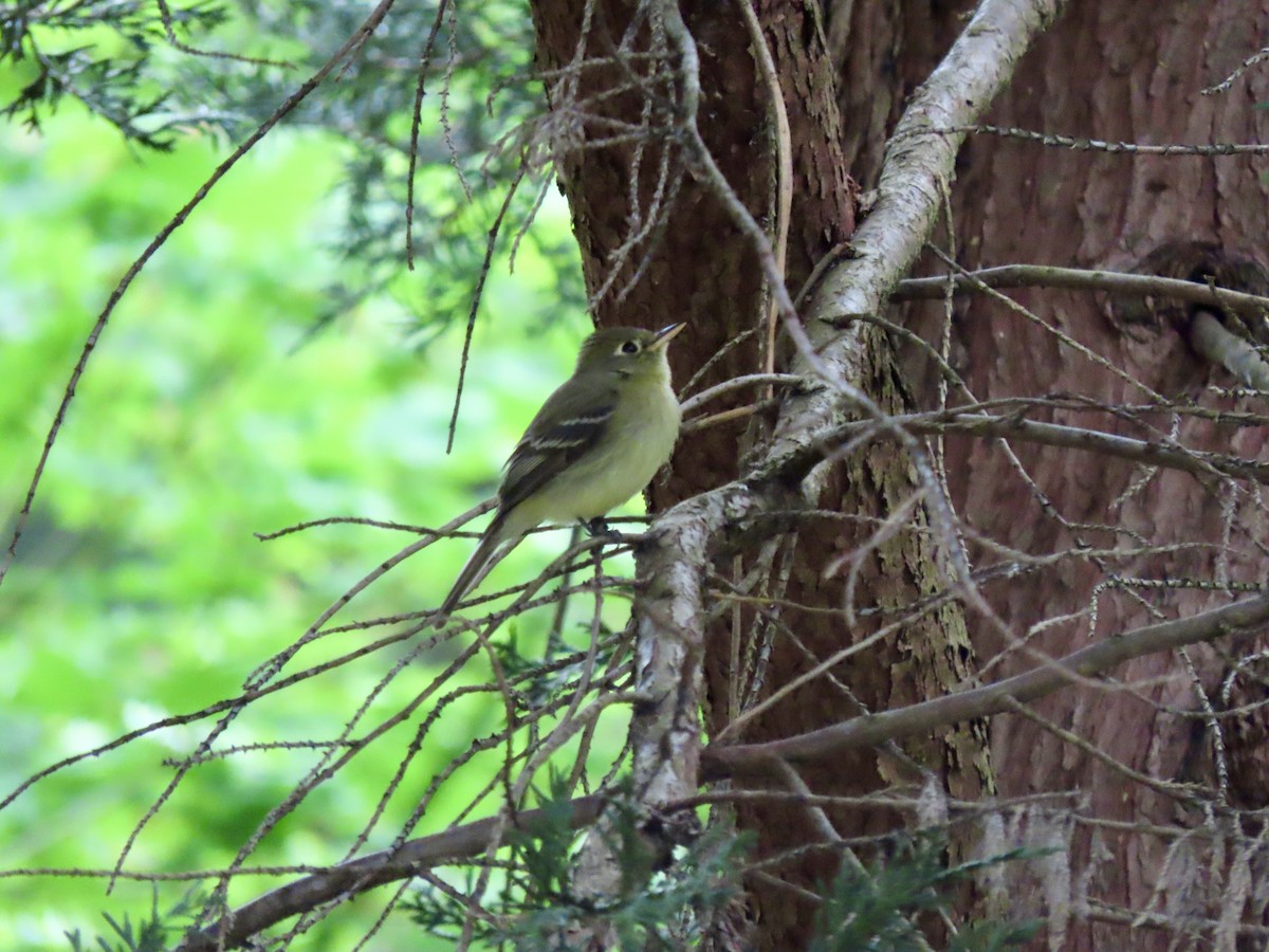 Western Flycatcher - Heidi Powers-Armstrong