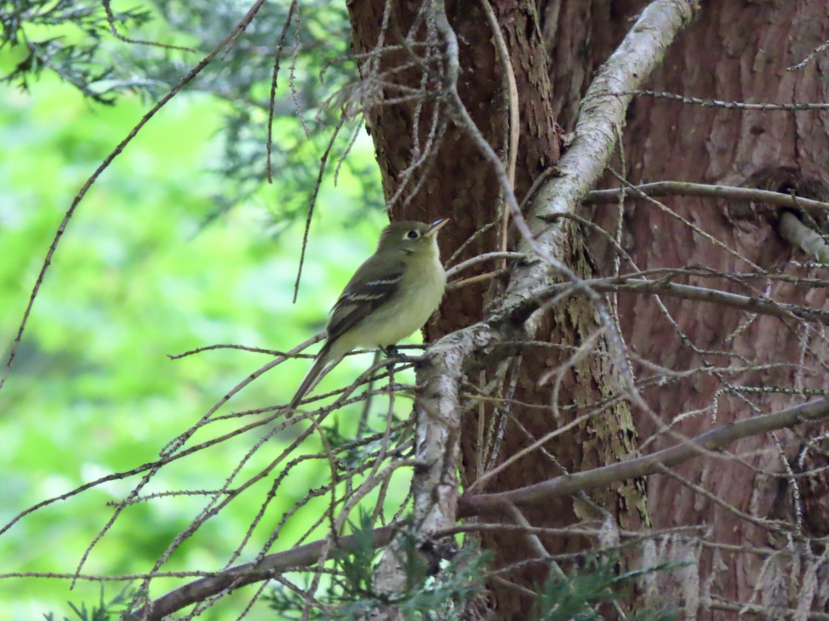 Western Flycatcher - Heidi Powers-Armstrong