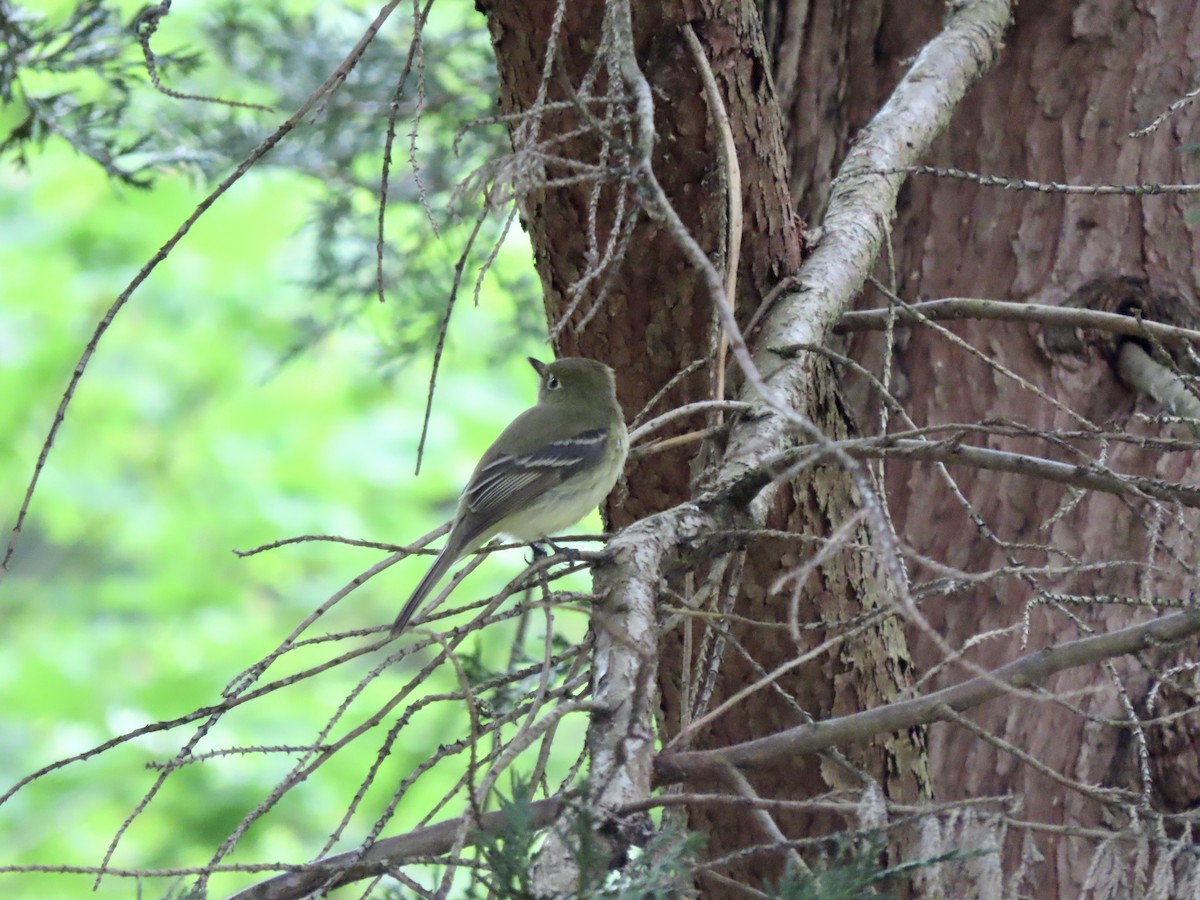 Western Flycatcher - Heidi Powers-Armstrong