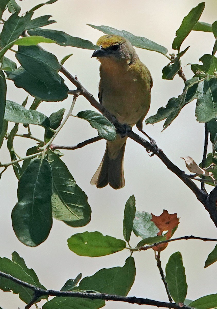 Hepatic Tanager - Diane Drobka