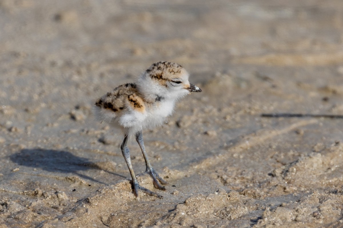 Kentish Plover - Nikos Mavris