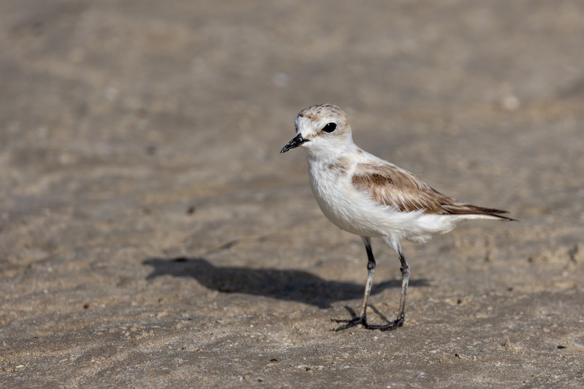 Kentish Plover - Nikos Mavris