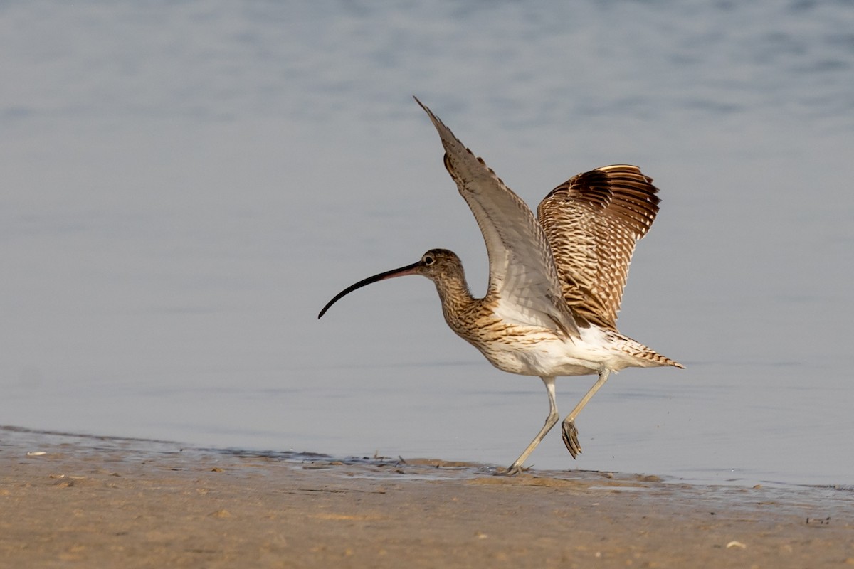 Eurasian Curlew - Nikos Mavris