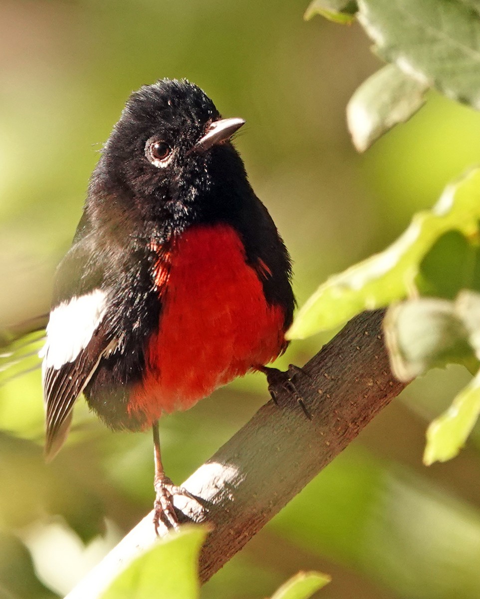 Painted Redstart - Diane Drobka