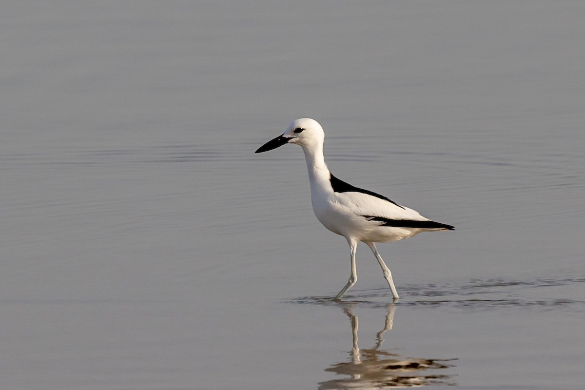 Crab-Plover - Nikos Mavris