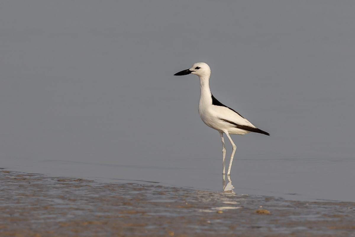 Crab-Plover - Nikos Mavris