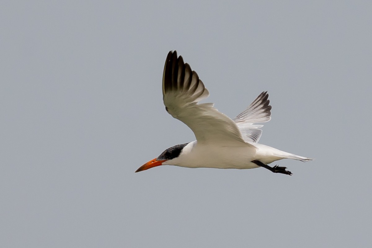 Caspian Tern - Nikos Mavris