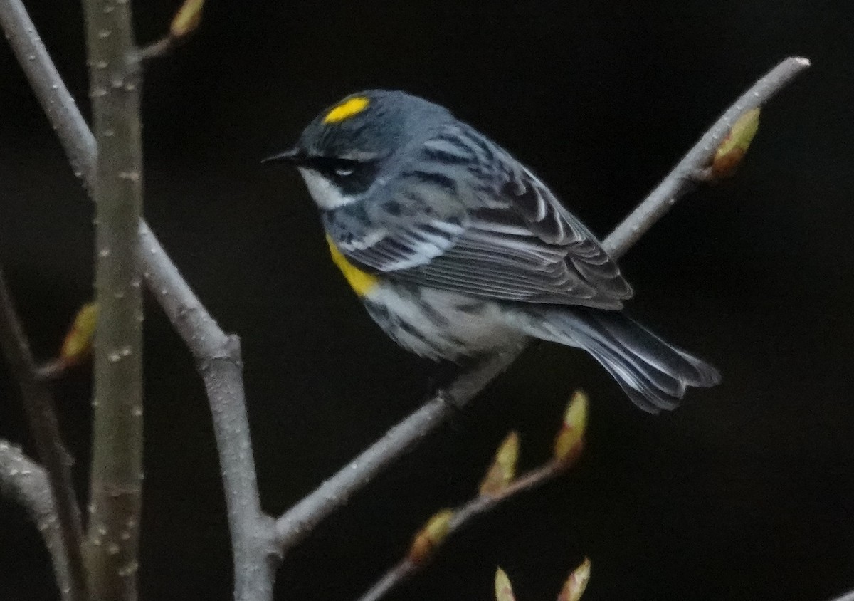 Yellow-rumped Warbler - Robin Collman