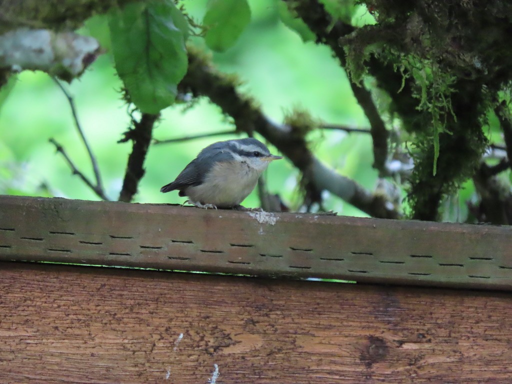 Red-breasted Nuthatch - Heidi Powers-Armstrong