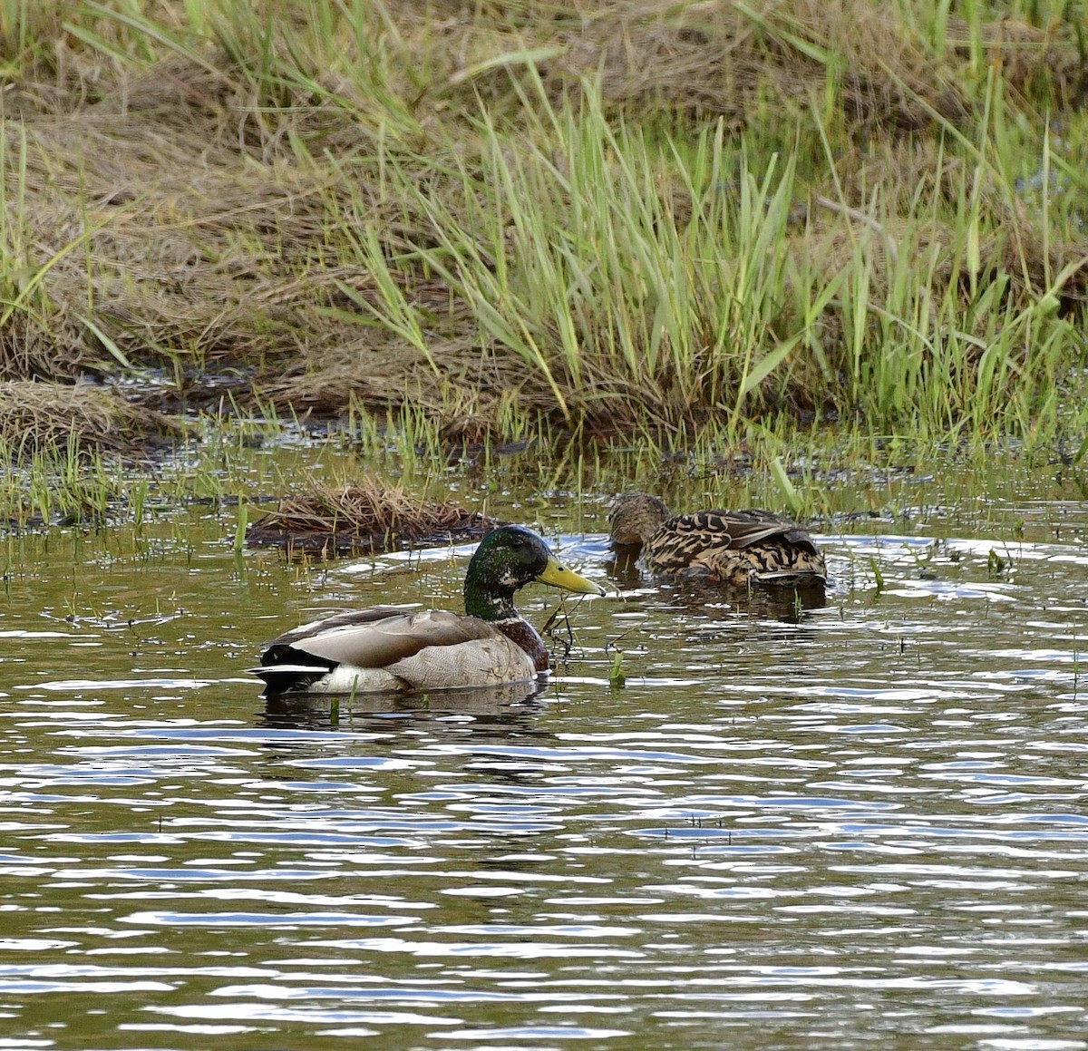 Mallard - Gary Warner