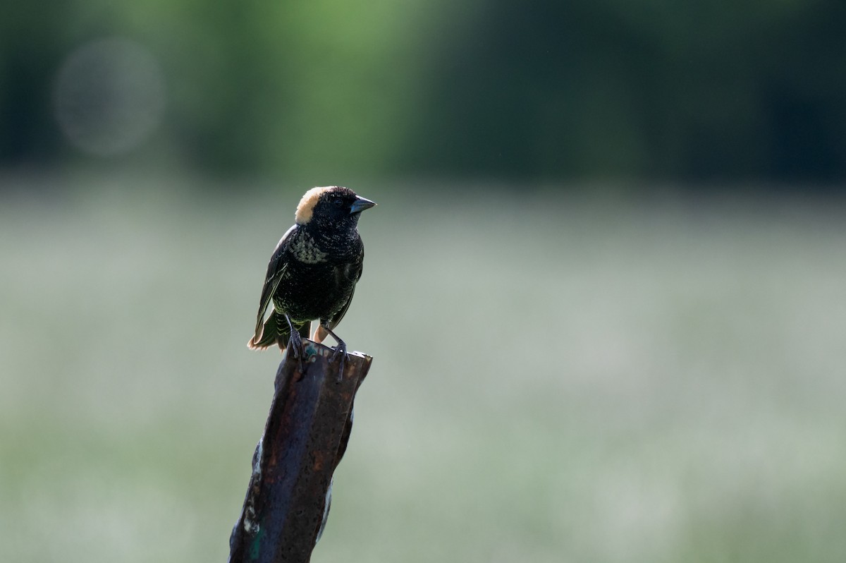 Bobolink - Isaac Boardman