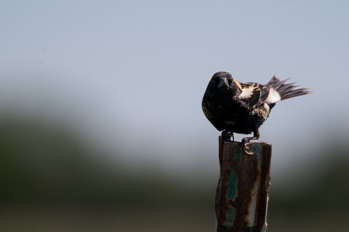 Bobolink - Isaac Boardman