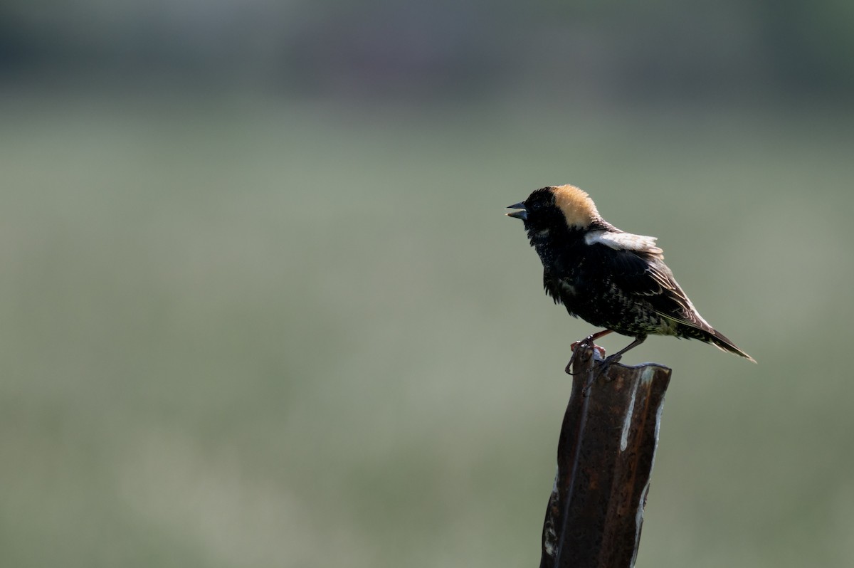 Bobolink - Isaac Boardman