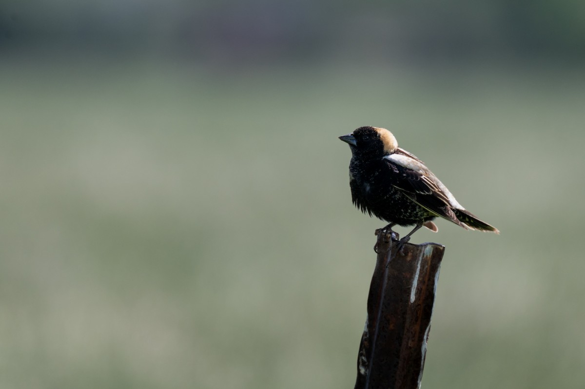 Bobolink - Isaac Boardman