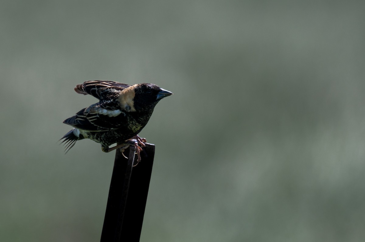 Bobolink - Isaac Boardman