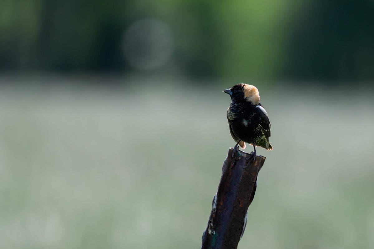 Bobolink - Isaac Boardman