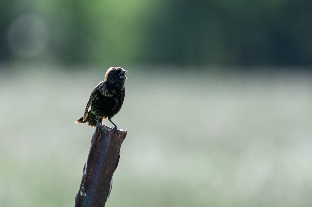 Bobolink - Isaac Boardman