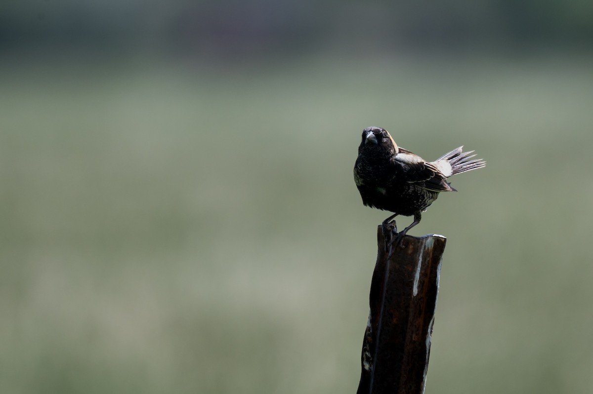 Bobolink - Isaac Boardman