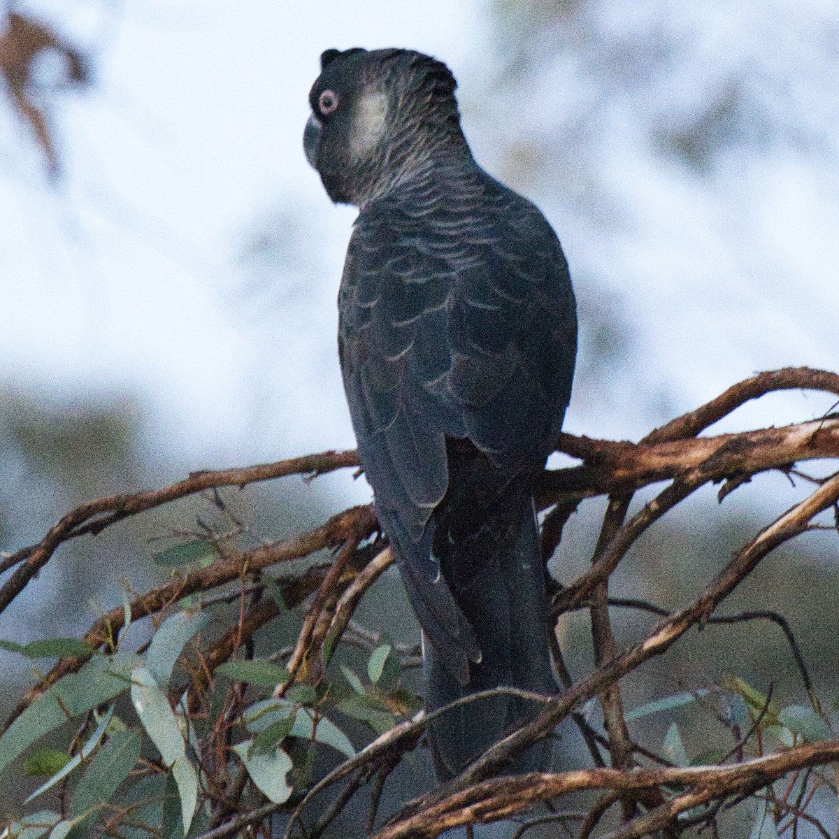 Carnaby's Black-Cockatoo - ML619660391