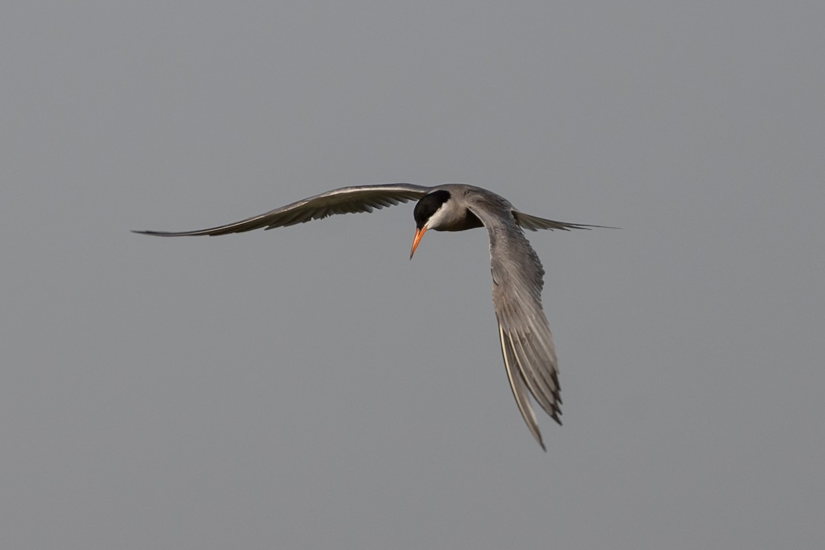 White-cheeked Tern - Nikos Mavris